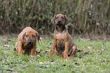 RODESIAN RIDGEBACK 189